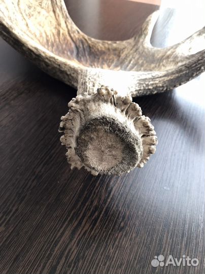 Лосиные рога