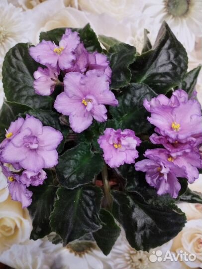 Фиалка в горшках