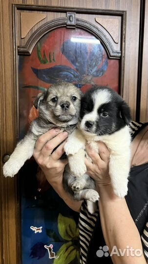 Щенки в добрые руки