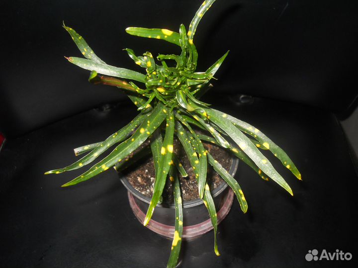 Домашние цветы