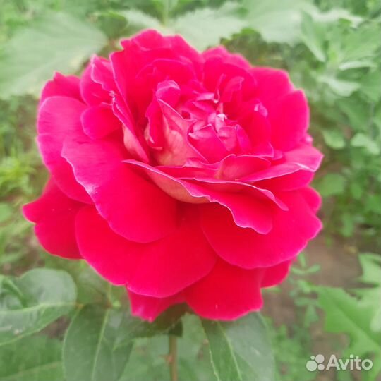 Саженцы роз