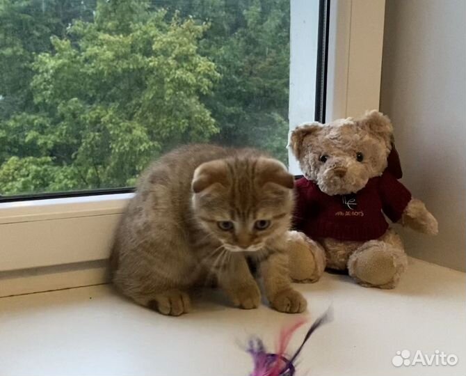 Вислоухий котёнок тигровый окрас мальчик