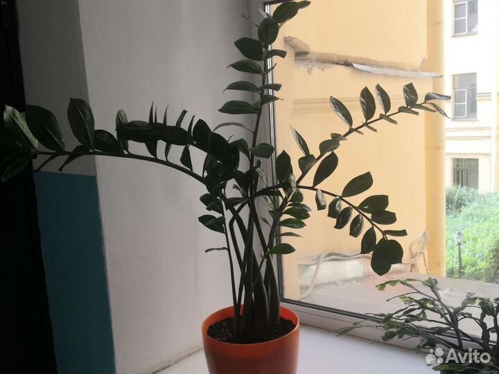 Замиокулькас Гибискус