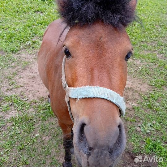 Продам шотландского pony