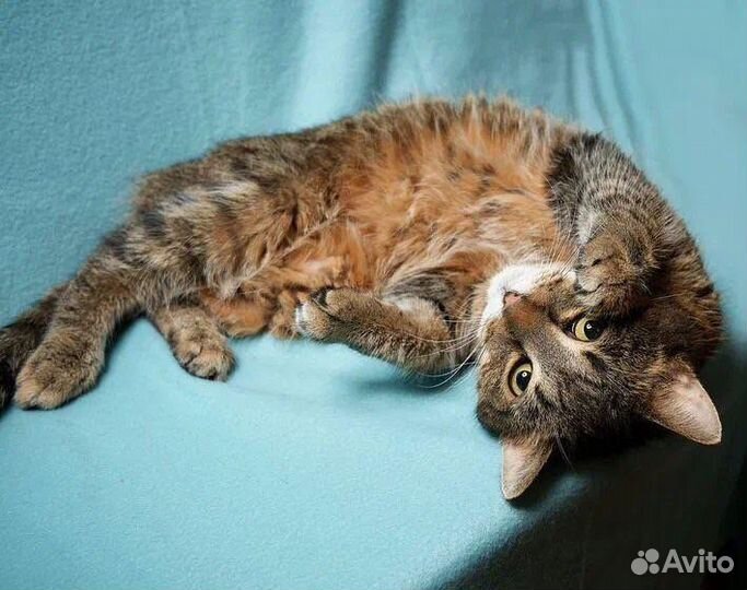 Котик Матвей в добрые руки