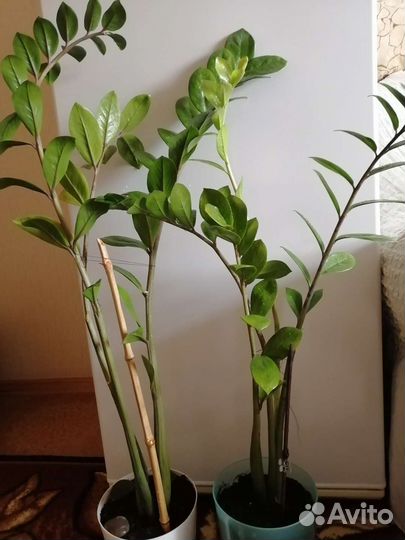 Замиокулькас