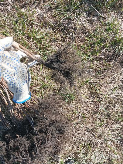 Саженцы малины Овация