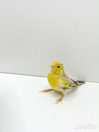 Кенара и канарейки