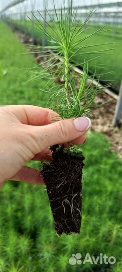 Сеянцы сосны зкс