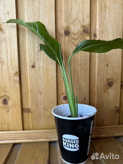 Спатифиллум росток