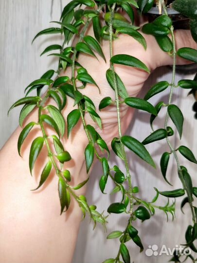 Колумнея Карнавал