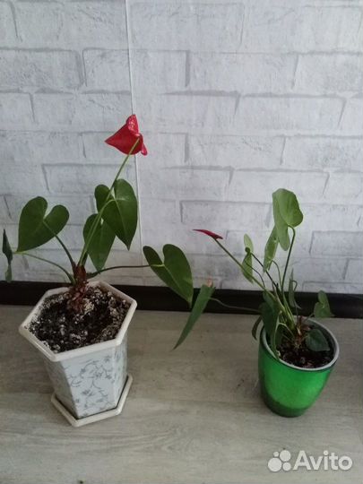 Комнатные растения