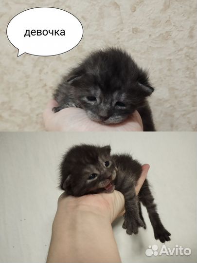 Кошка в дар бесплатно