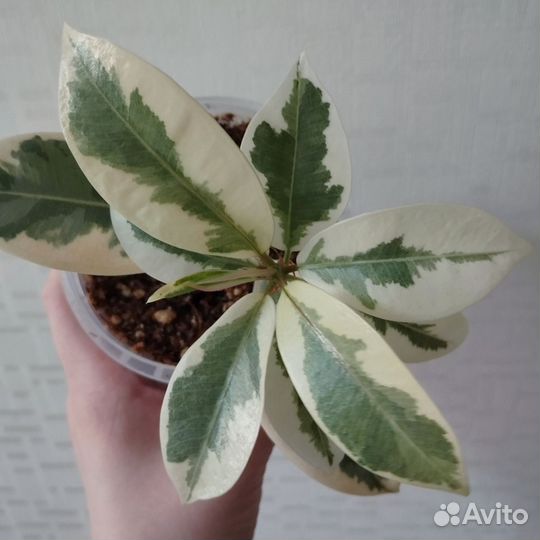 Комнатные растения