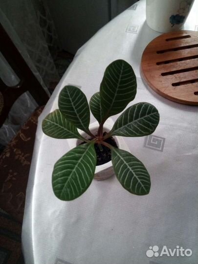 Эписция,Колерия,Молочай,Руэллия,Каллизия,Крестовни