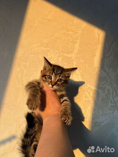 Кошки в добрые руки бесплатно