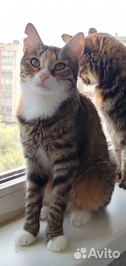 Кошечка в самые заботливые, надежные руки