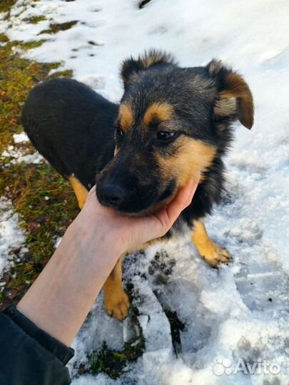 Щенок в добрые руки