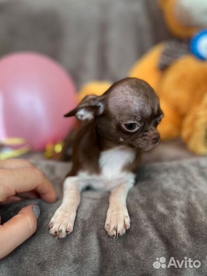 Фантастическая мини девочка