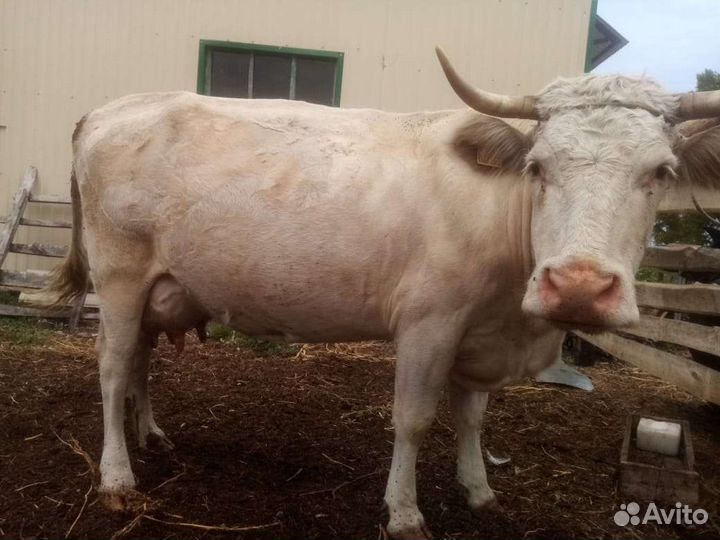 Корова высокоудойная