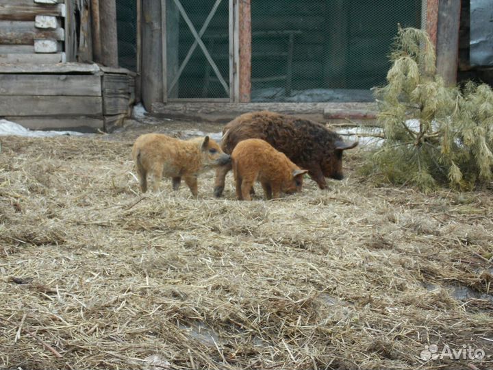 Венгерская мангалица с документами