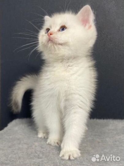 Британская серебряная шиншилла котенок