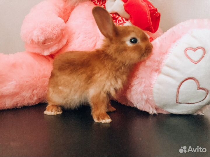 Мини карликовый кролик - рыжий, очень редкий