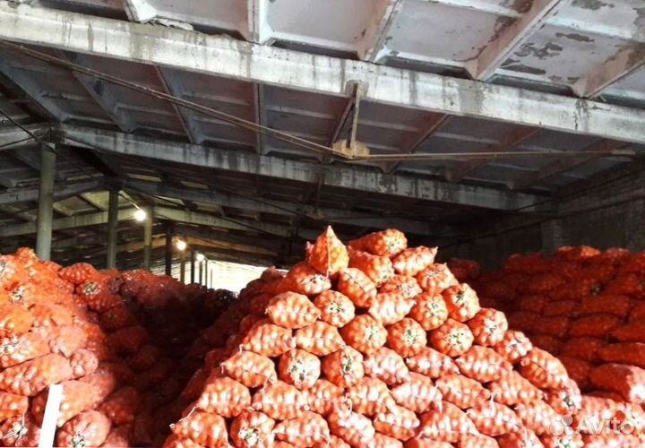 Лук репчатый опт