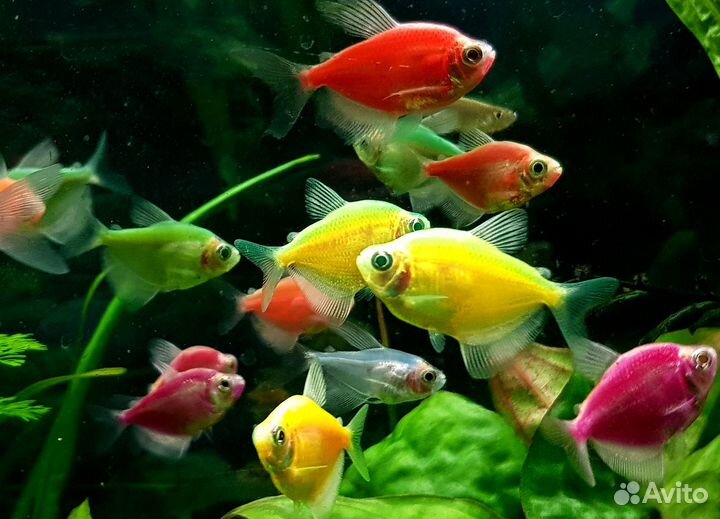 Тернеции всех цветов. Возможна доставка