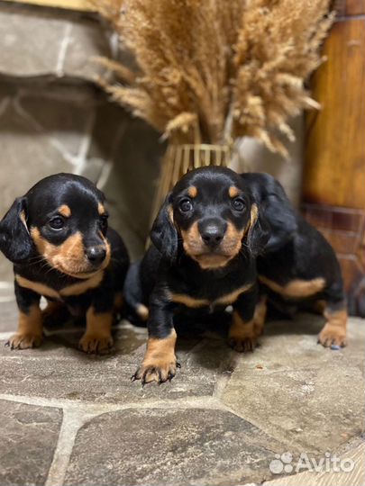 Щенки таксы