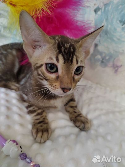 Бенгальский котик