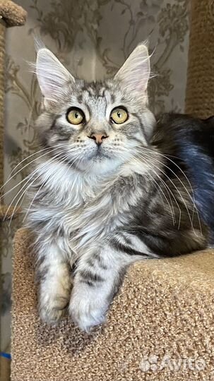 Мейн-кун девочки