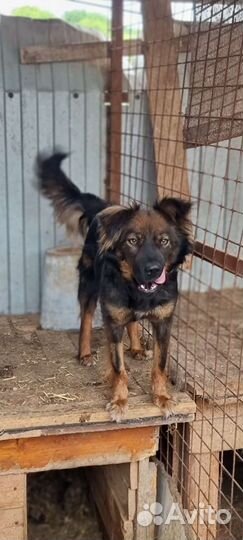 Собака Милана в добрые руки