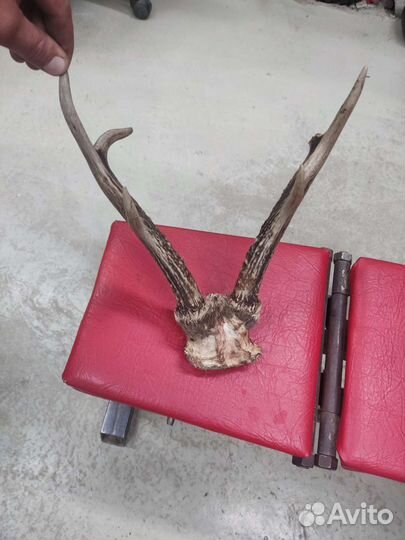 Рога оленя