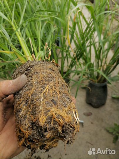 Перегной сыпец,чернозем с поля,доставка,1-20м.куб