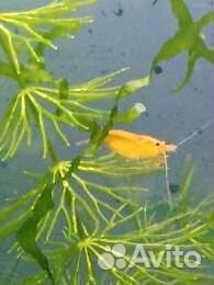 Креветки, сомики продам/обменяю