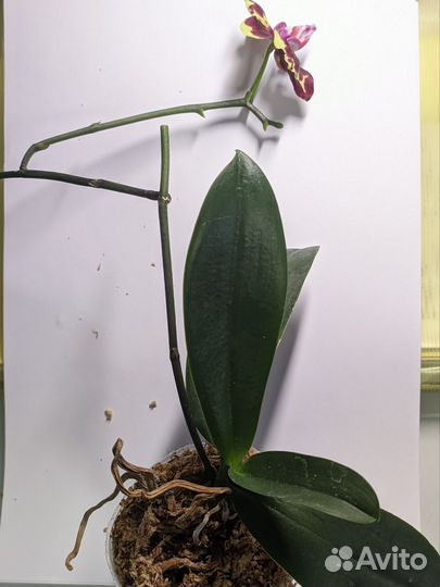 Орхидея фаленопсис Mainshow tabby cat 2.5