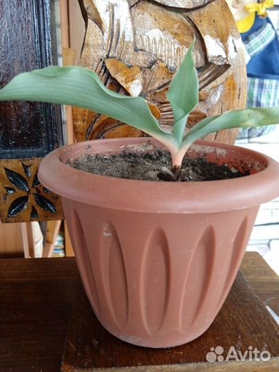 Хлорофитум оранж