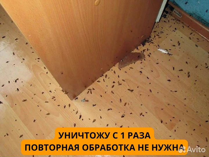 Дезинфекция, уничтожение тараканов, травля клопов