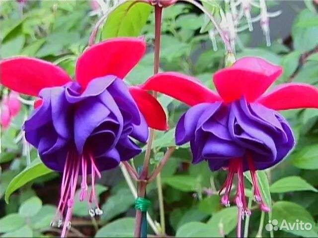 Фуксия сортовая Dark Eyes с бутонами