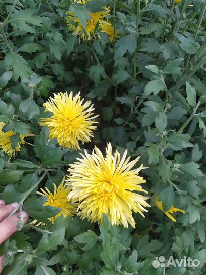 Хризантемы многолетние