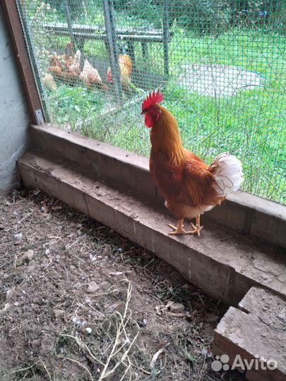 Продам петушка