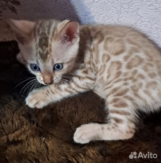 Бенгальский котёнок мальчик