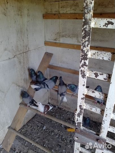 Продажа николаевских голубей