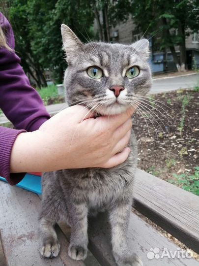 Кошка ищет дом