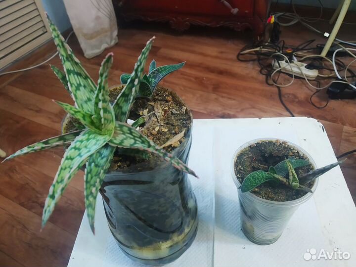 Алоэ Сноуфлейк рауха