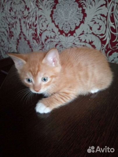 Котята в хорошие руки