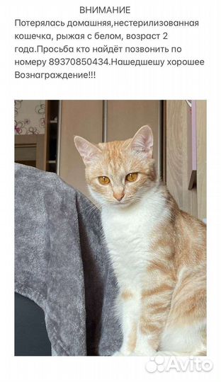 Кошка-потеряшка