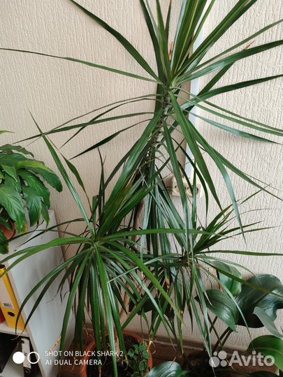 Пальмы для офиса и дома