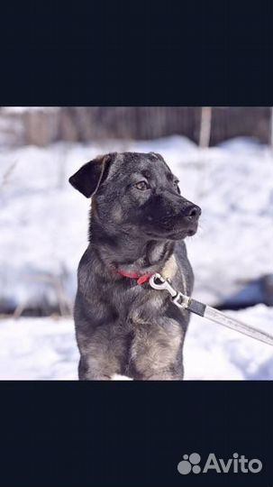 Собака в добрые руки отдам бесплатно